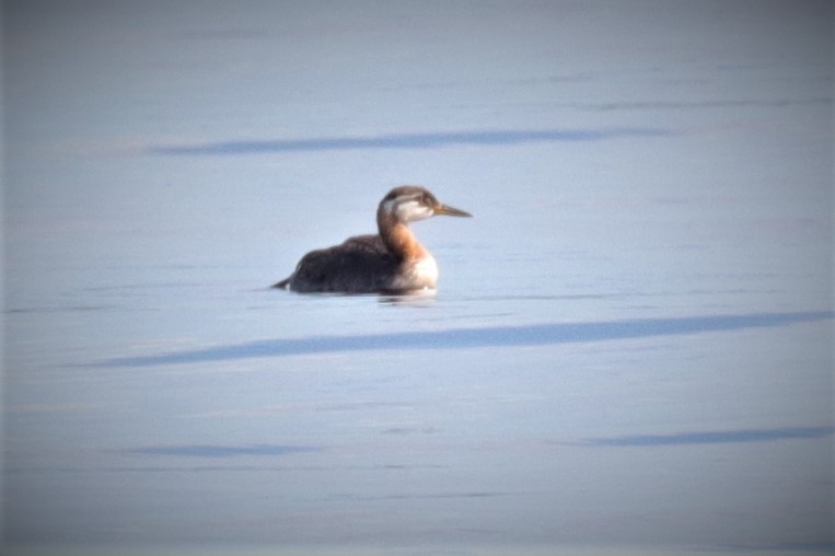 Red-necked Grebe - ML179210101
