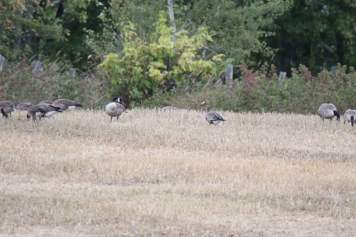 Greater White-fronted Goose - ML179210751