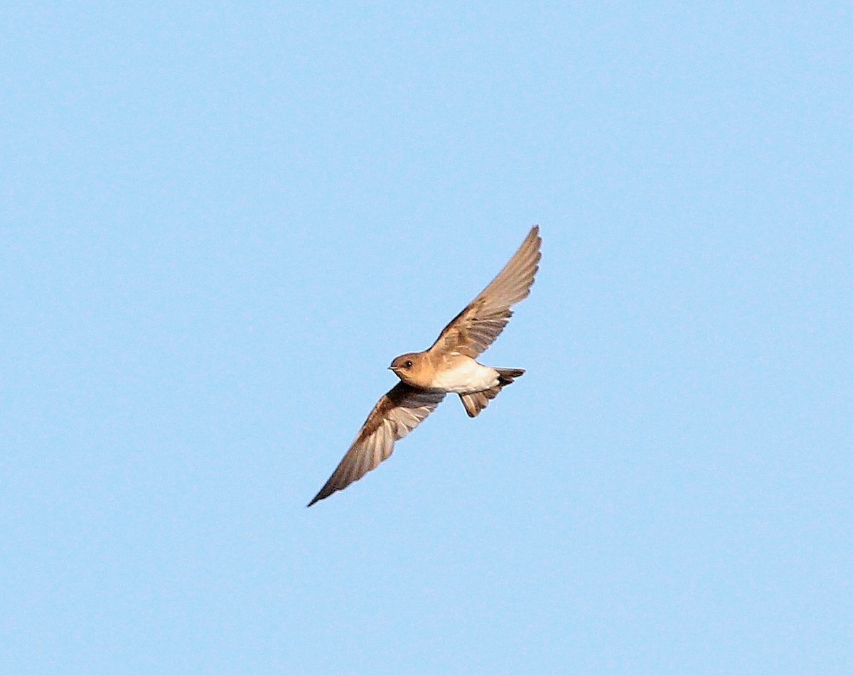 Northern Rough-winged Swallow - ML179215211