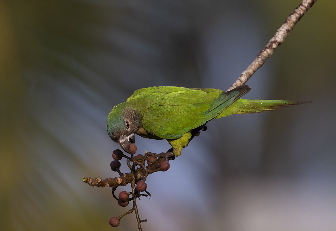 Brown-throated Parakeet - Andrés Posada