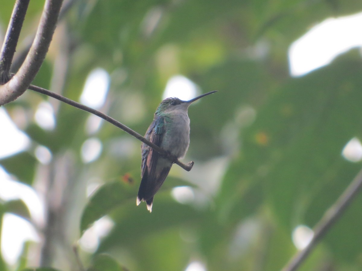 Violet-bellied Hummingbird - Abel Rodríguez Camaño