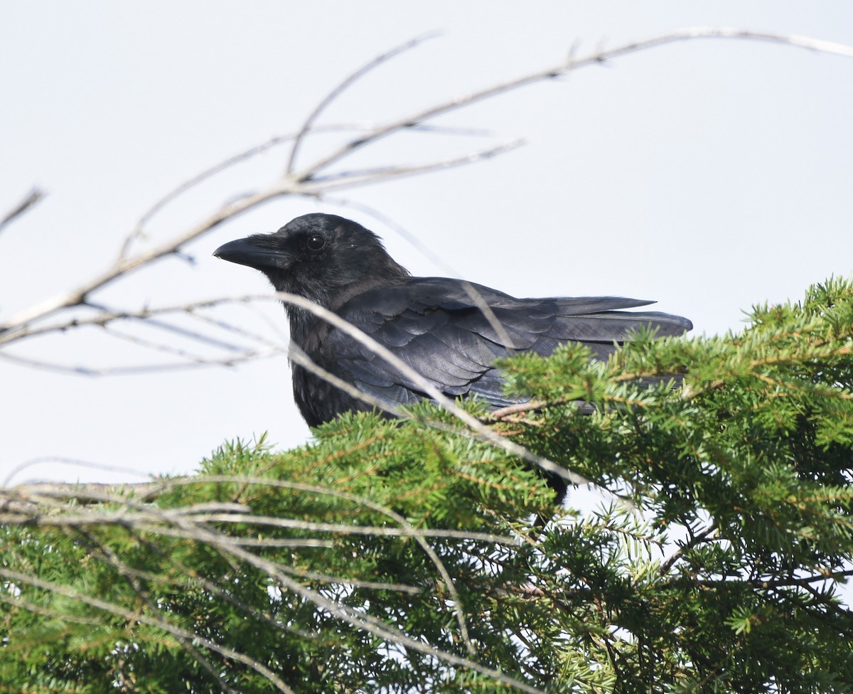 Common Raven - Edward Pullen