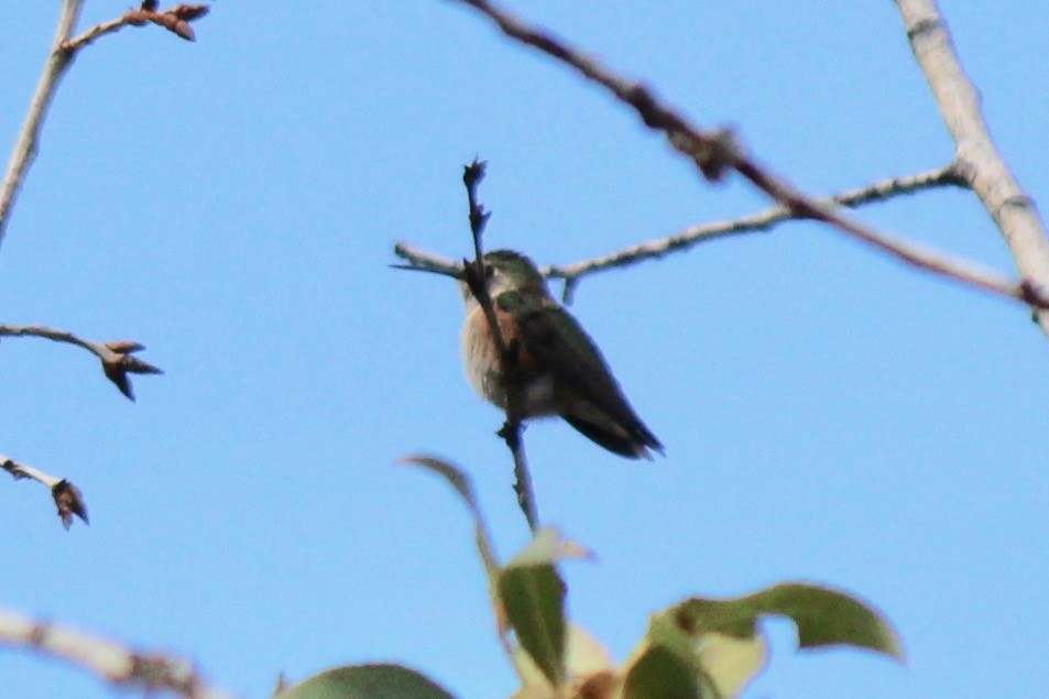 Rufous Hummingbird - Ken Wade