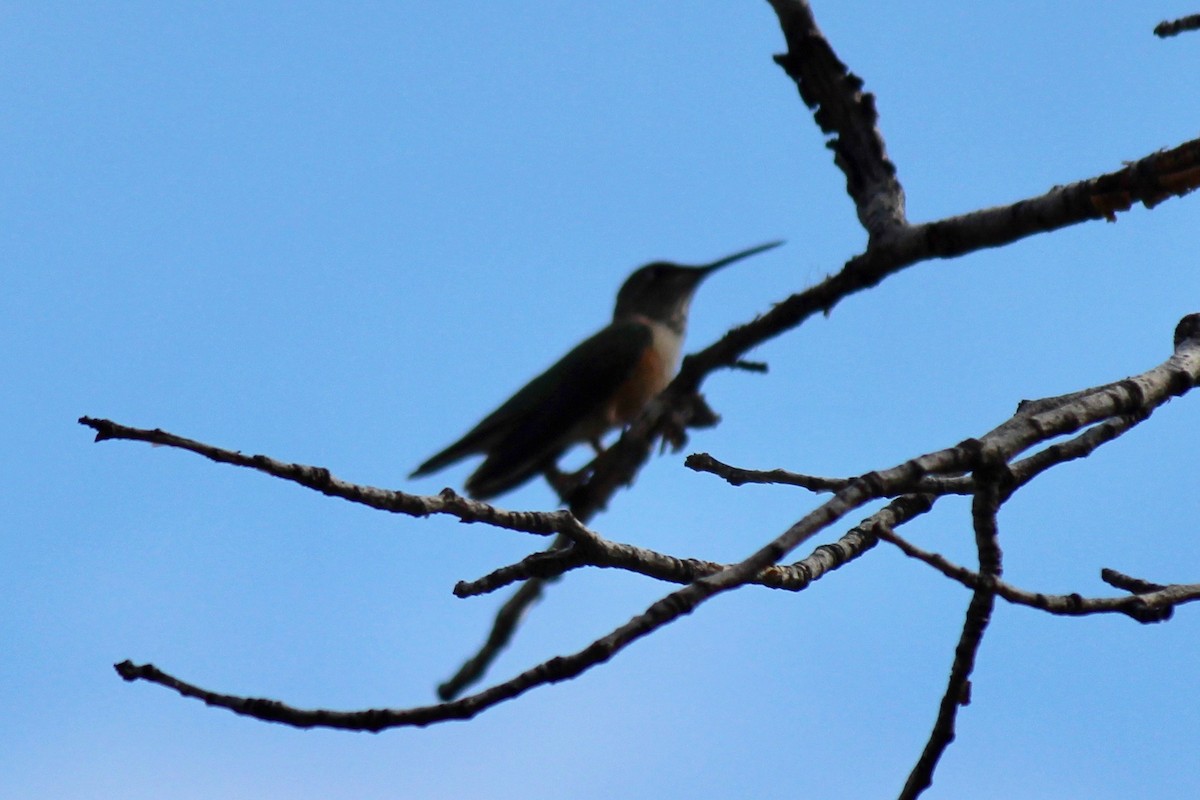 Rufous Hummingbird - ML179221991