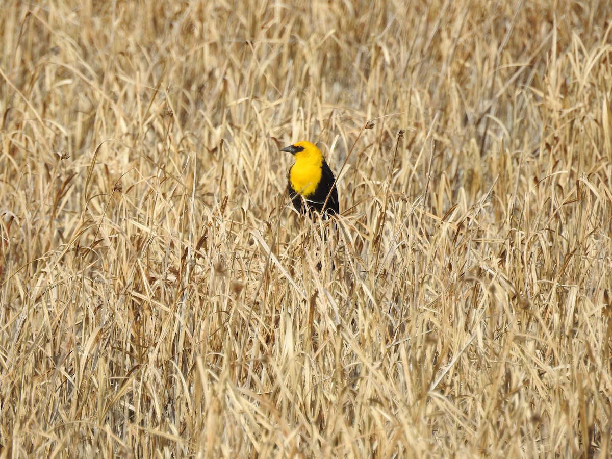 Yellow-headed Blackbird - Tristan Jobin