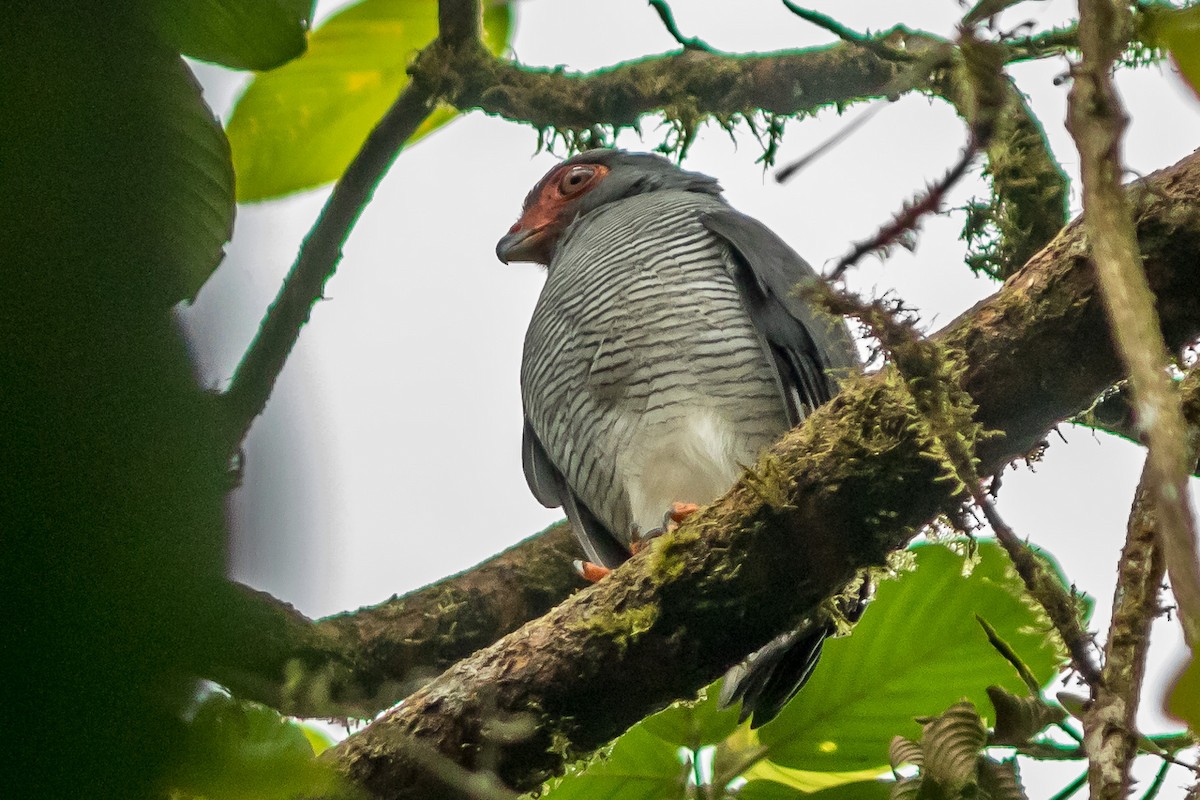 Plumbeous Forest-Falcon - ML179230981