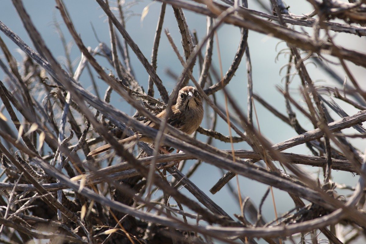 Rufous-crowned Sparrow - ML179232581