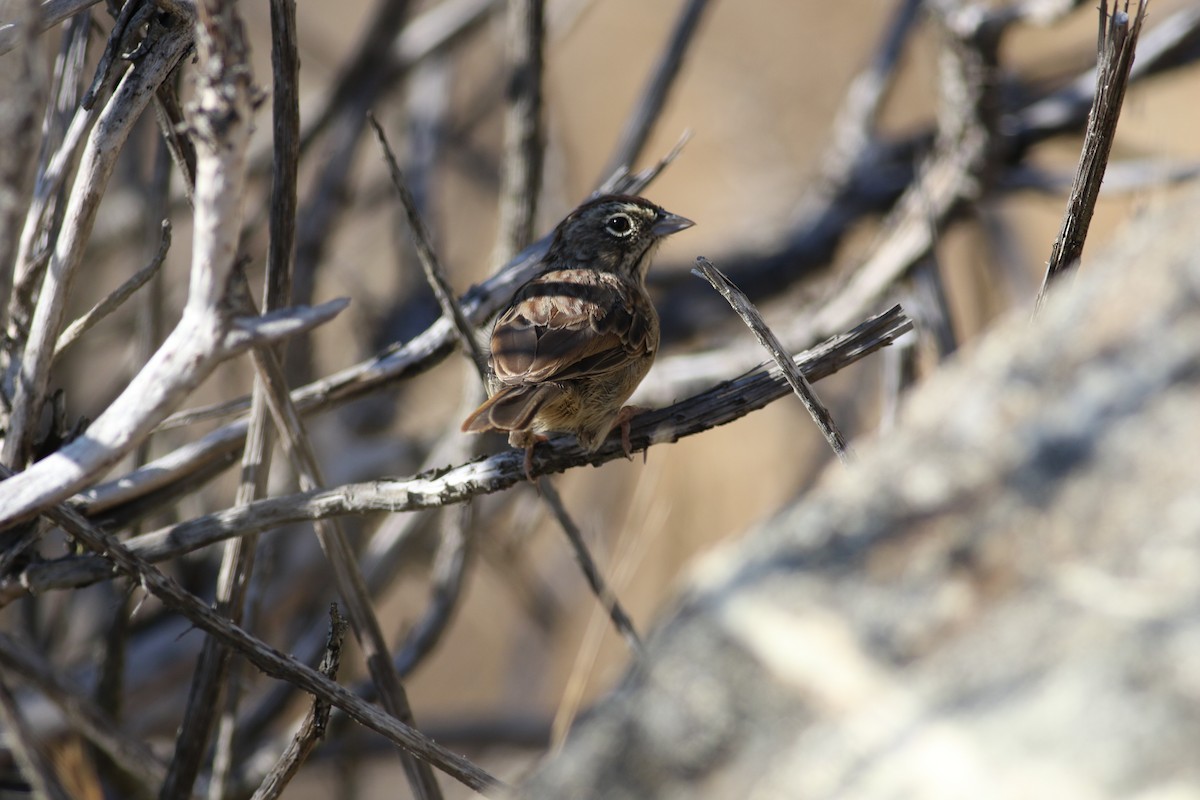 Rufous-crowned Sparrow - ML179232791