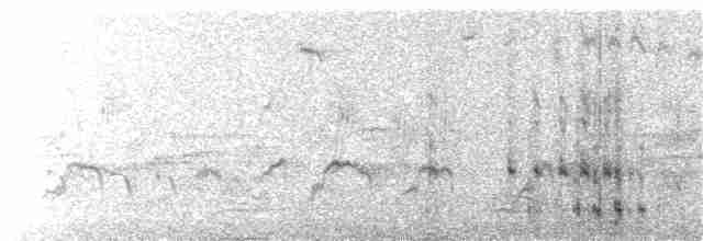 holub chocholatý - ML179233021