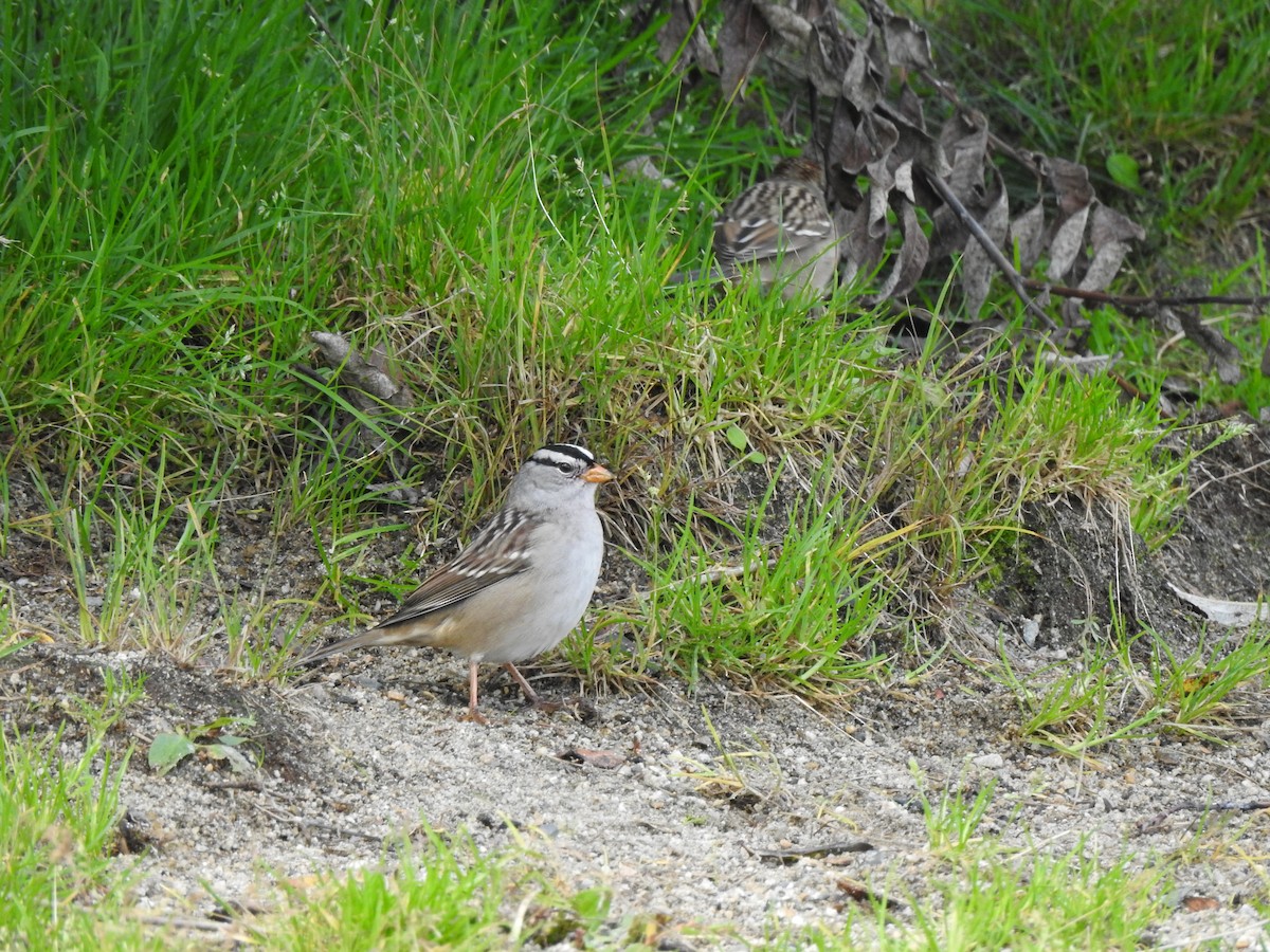 White-crowned Sparrow - ML179239521