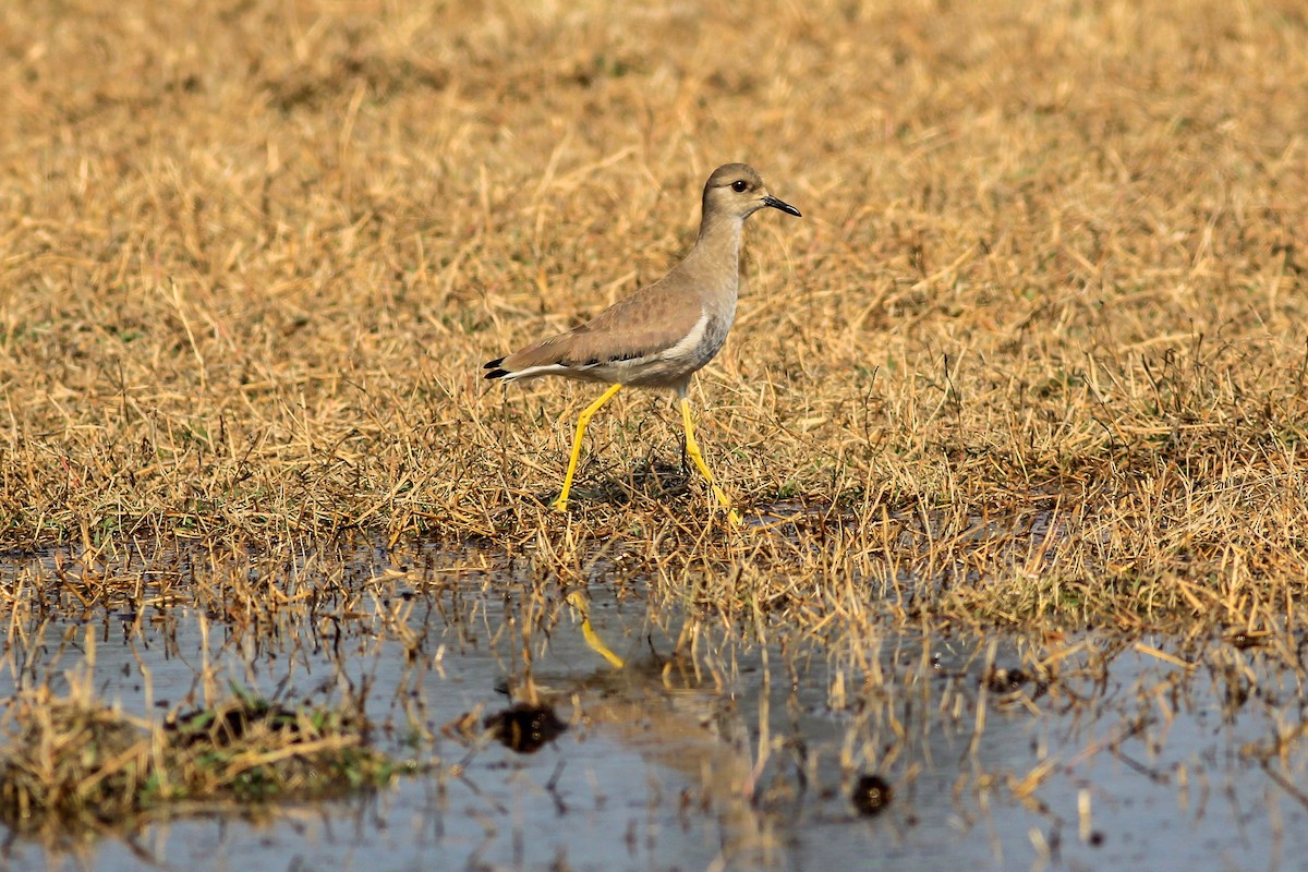 White-tailed Lapwing - Stefan Hirsch