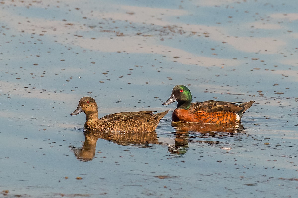 Chestnut Teal - Louise Summerhayes