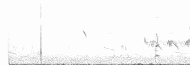 Spotless Crake - ML179245891