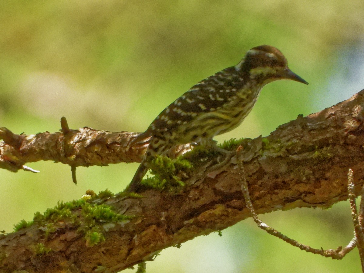 Philippine Pygmy Woodpecker - ML179246131