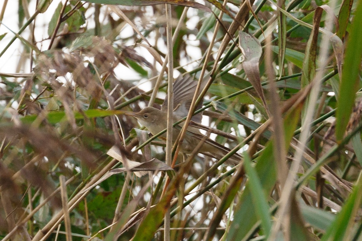 Marsh/Common Reed Warbler - ML179246401