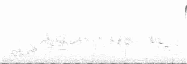 Тимелія-куцохвіст велика (підвид albiventer/pallidior) - ML179247001