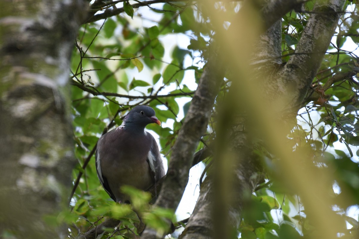 Common Wood-Pigeon (White-necked) - Hannes Leonard