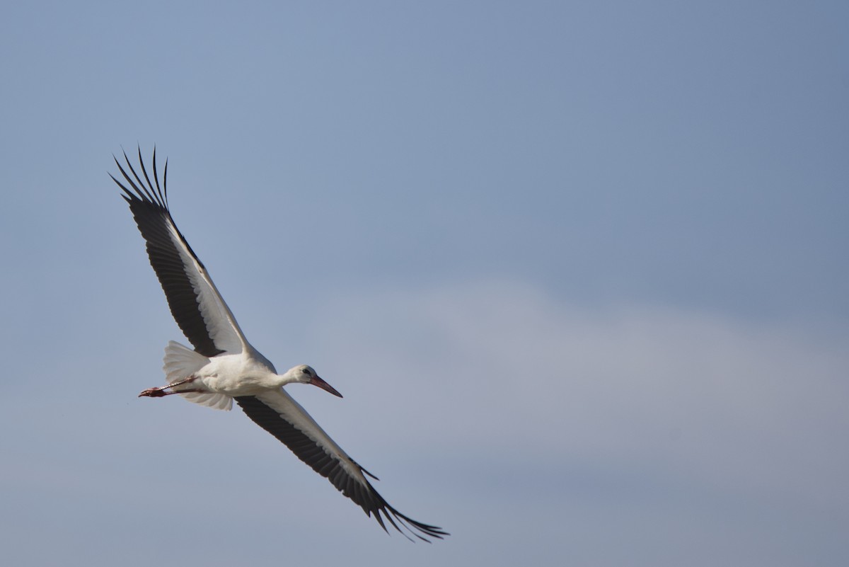 White Stork - Dirk Engelen