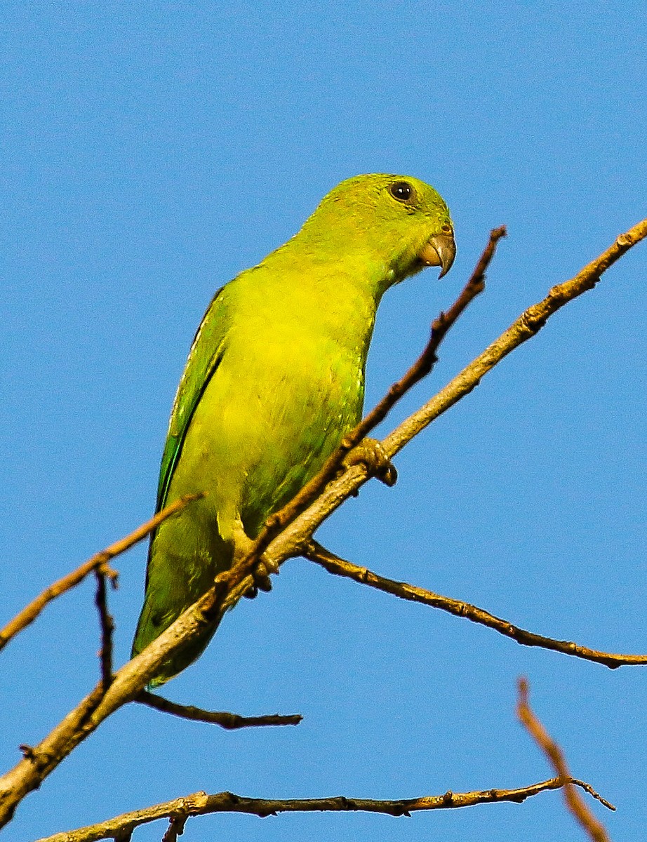 Blue-crowned Hanging-Parrot - ML179250201