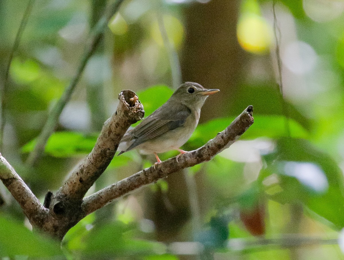 Brown-chested Jungle Flycatcher - ML179250301