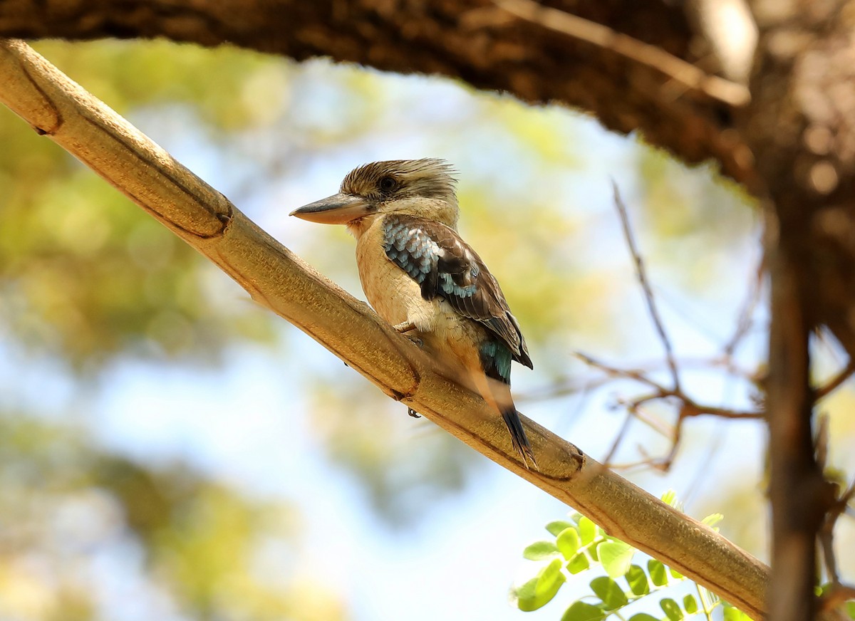 Blue-winged Kookaburra - Ly Lan Le Do