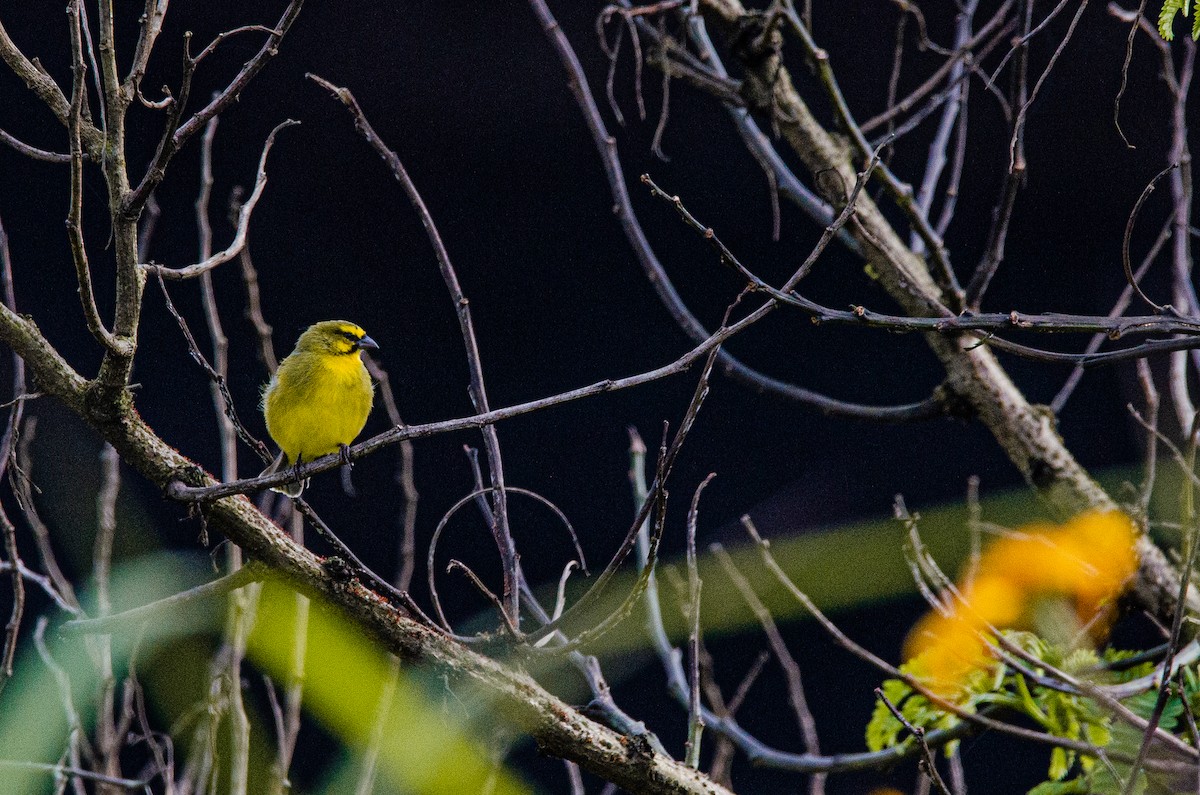 Yellow-fronted Canary - Antoon De Vylder