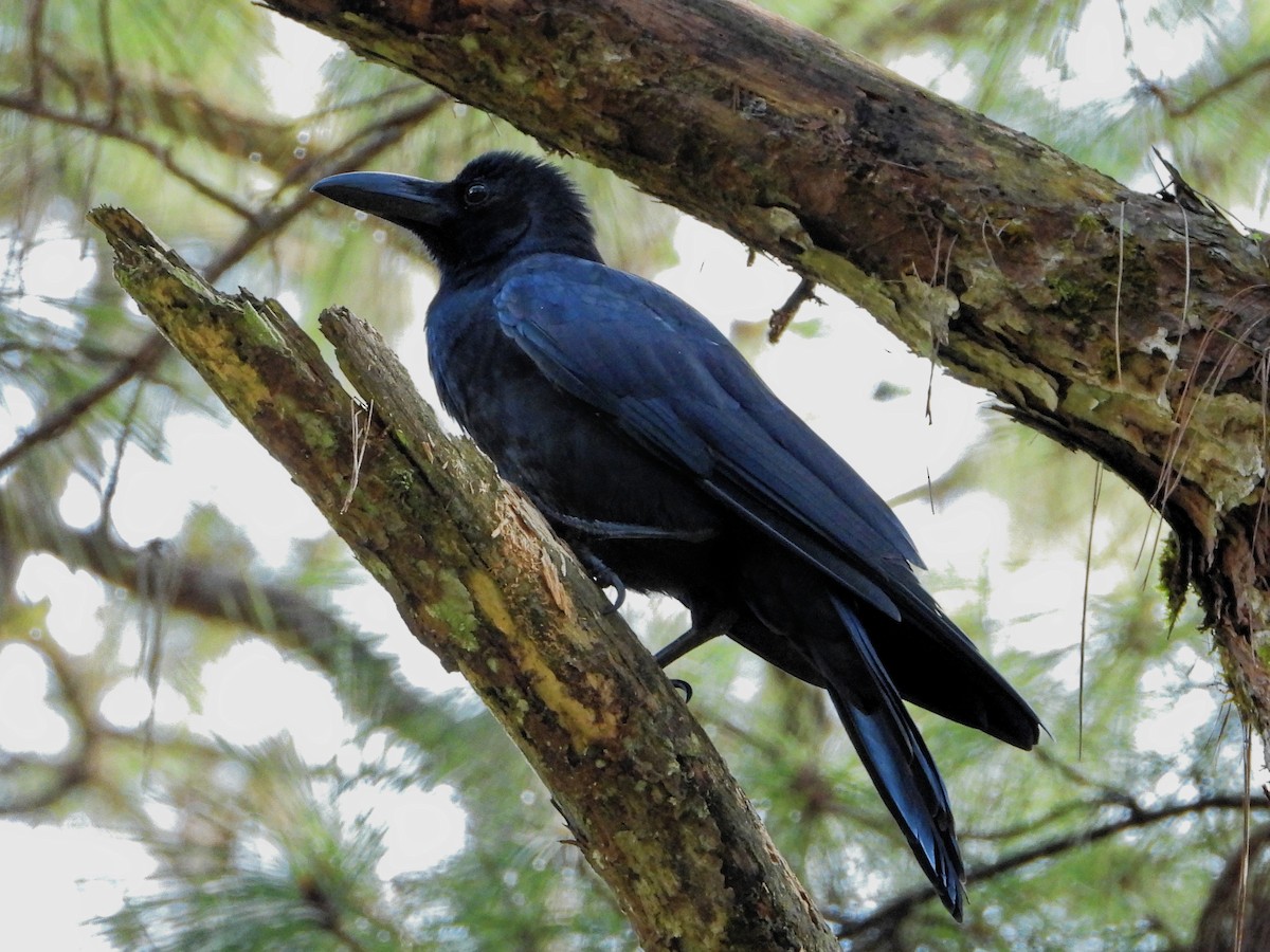 Large-billed Crow - ML179253951