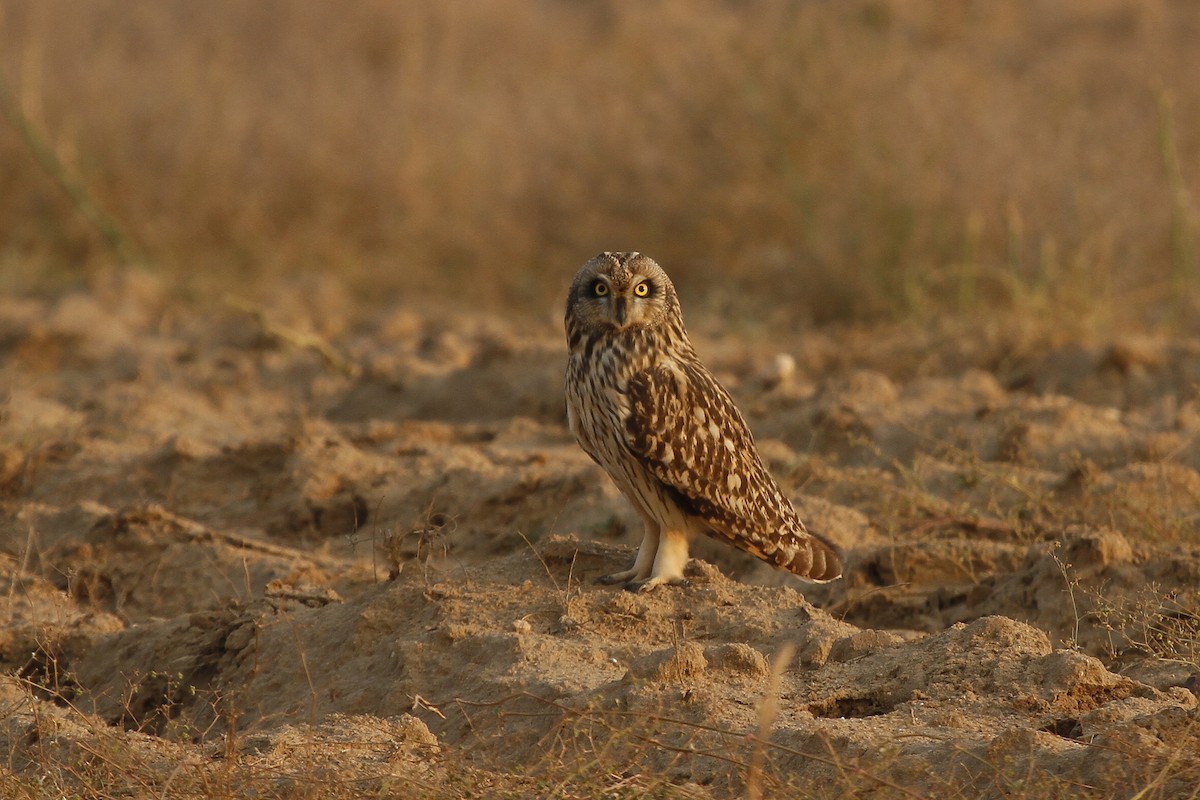 Short-eared Owl - Vinit Bajpai