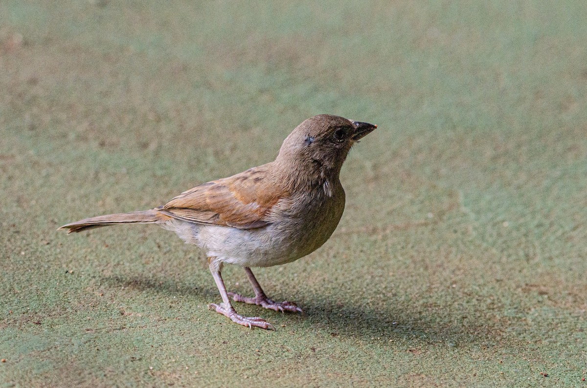 Northern Gray-headed Sparrow - Antoon De Vylder