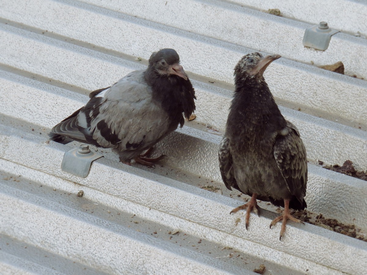 Rock Pigeon - Roman Kornelsen
