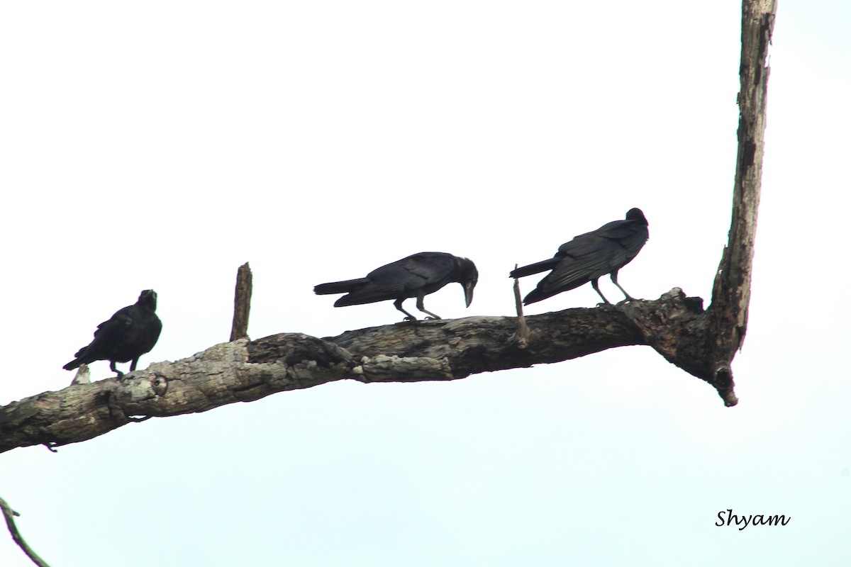 Large-billed Crow - Shyam Sharma