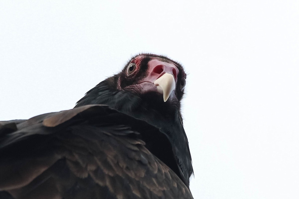 Turkey Vulture - ML179262931