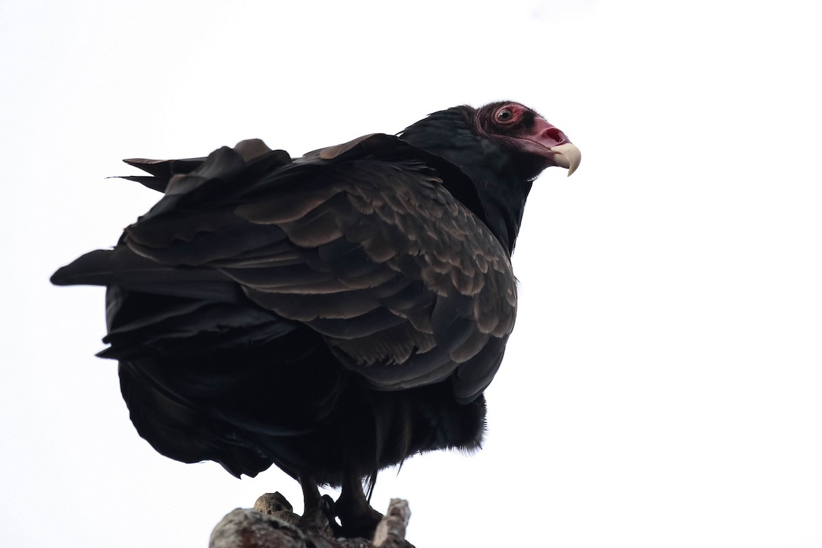 Turkey Vulture - ML179262941