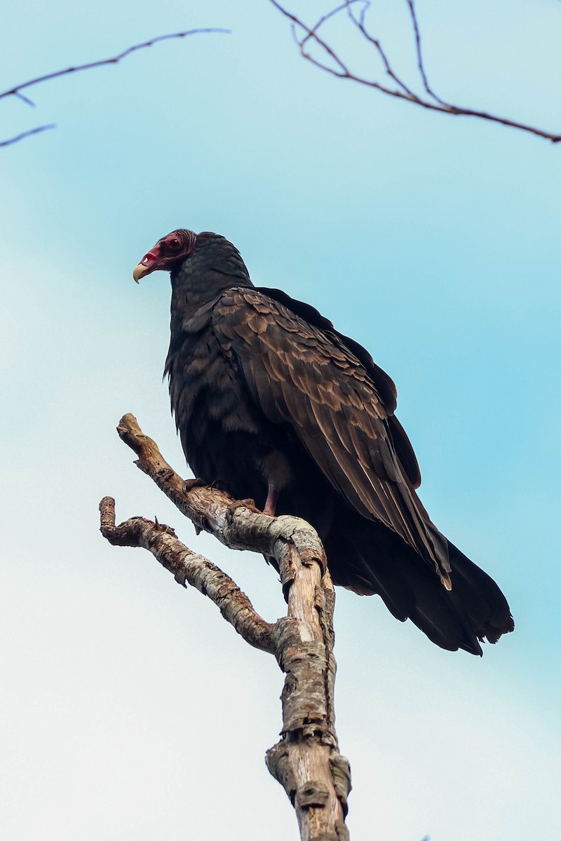 Turkey Vulture - ML179262951