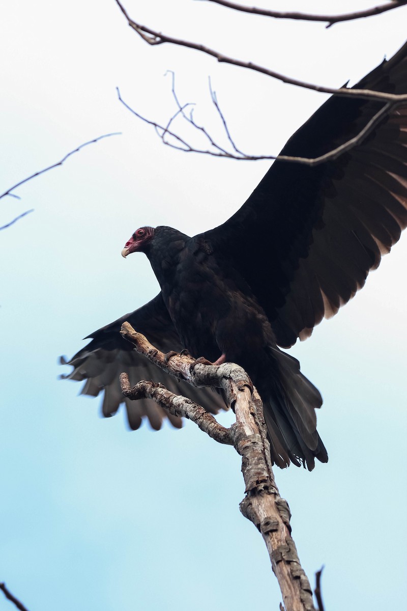Turkey Vulture - ML179262961