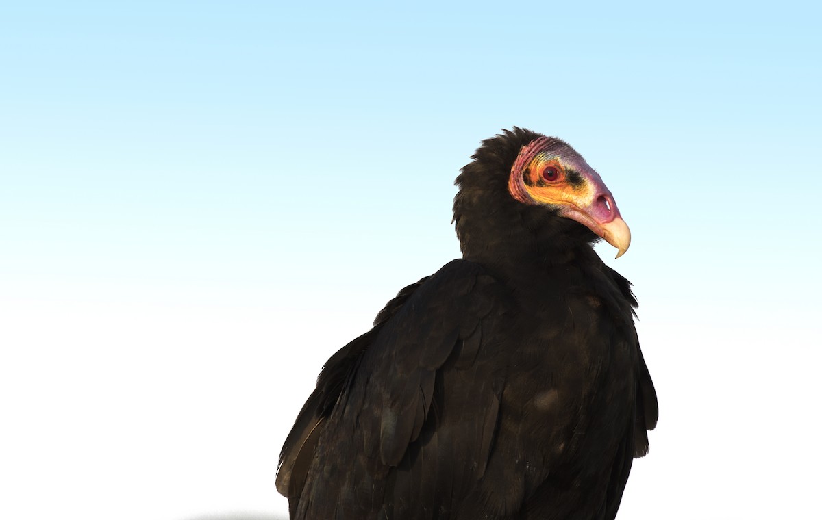 Lesser Yellow-headed Vulture - ML179264681