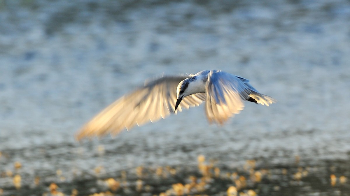 White-winged Tern - Jean-Louis  Carlo