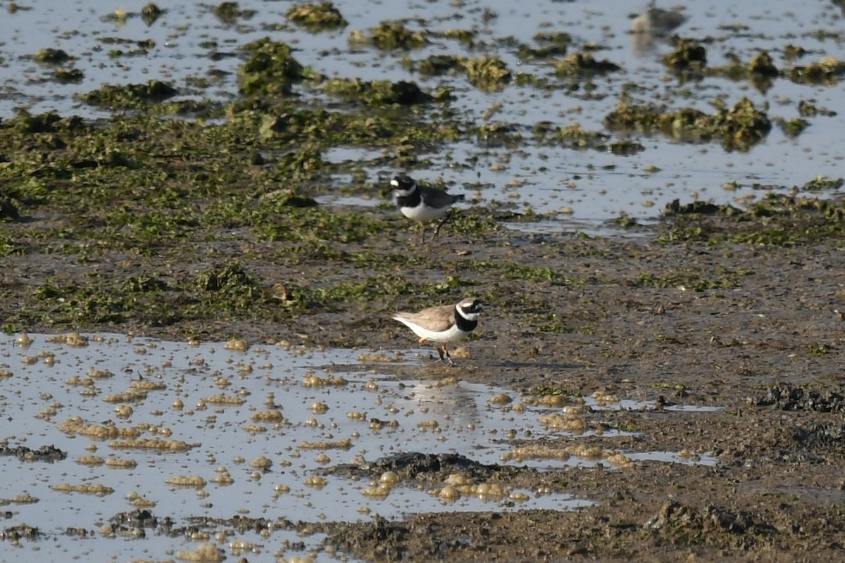 Common Ringed Plover - ML179270191