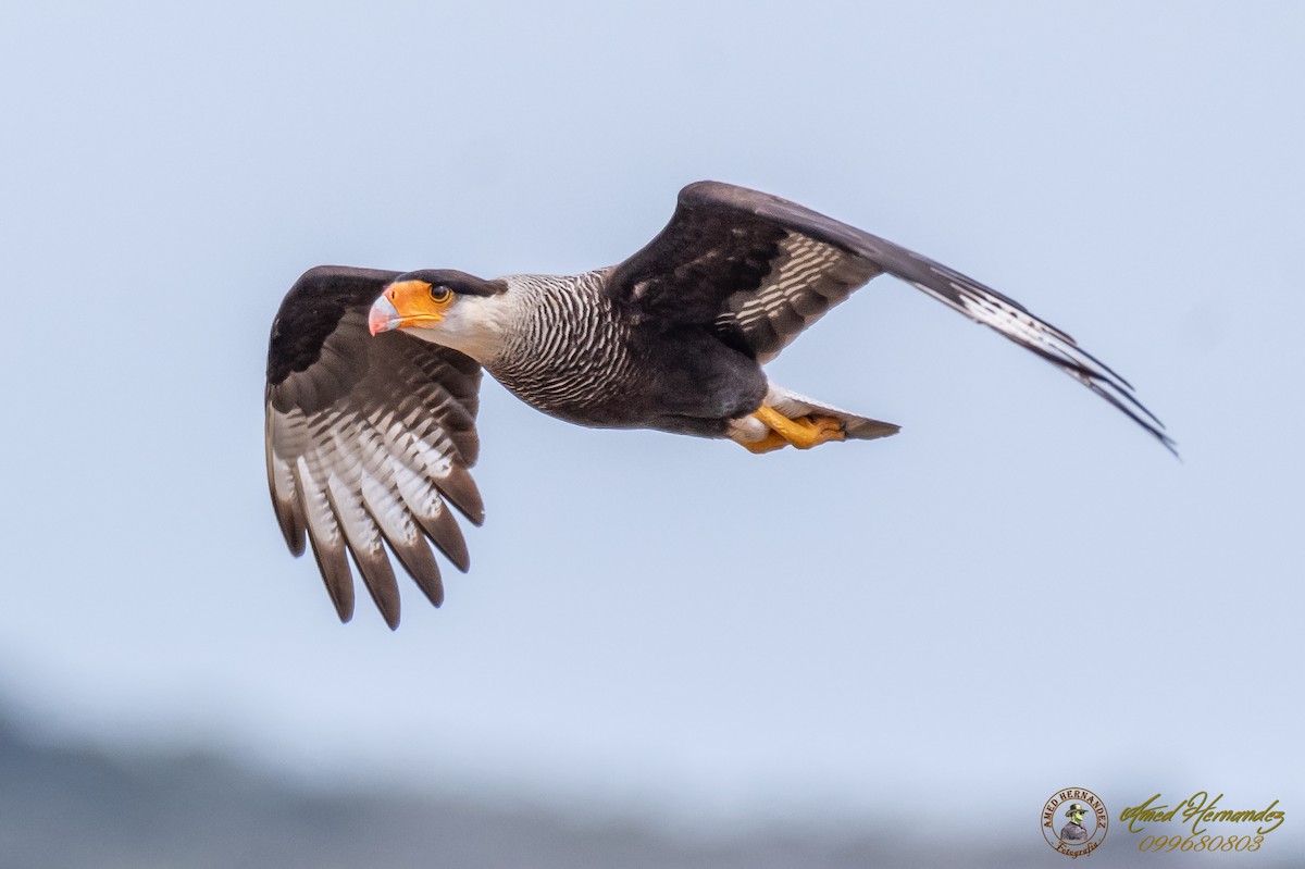 Crested Caracara (Southern) - ML179274041