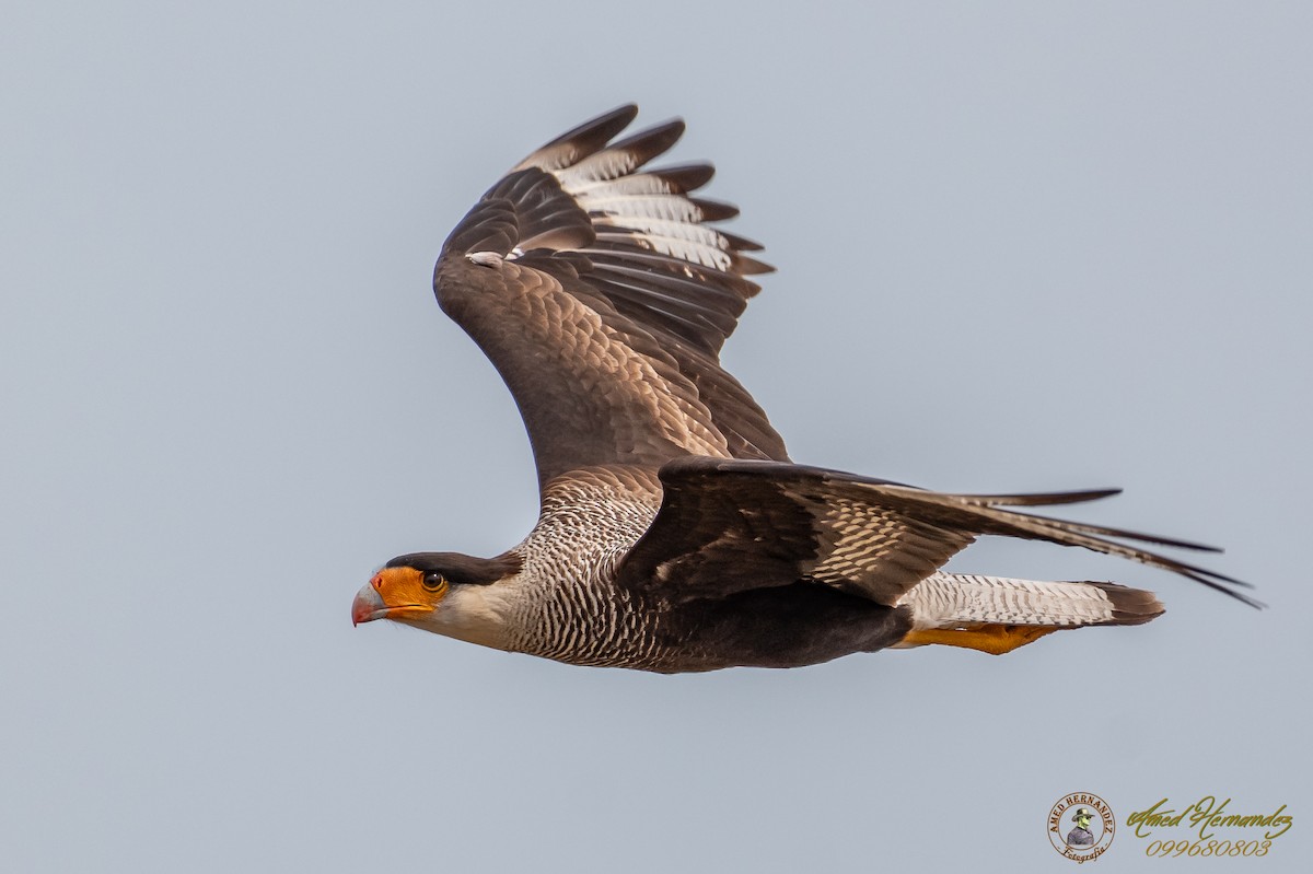 Crested Caracara (Southern) - ML179274091