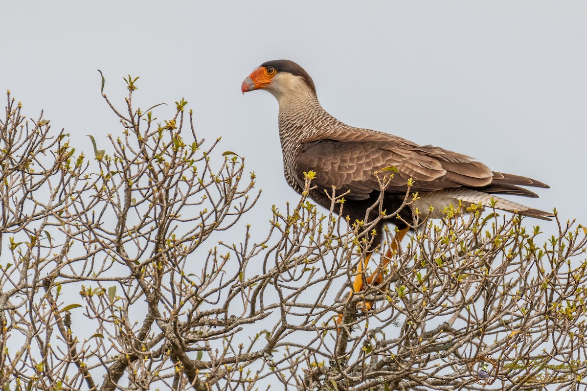Crested Caracara (Southern) - ML179274331