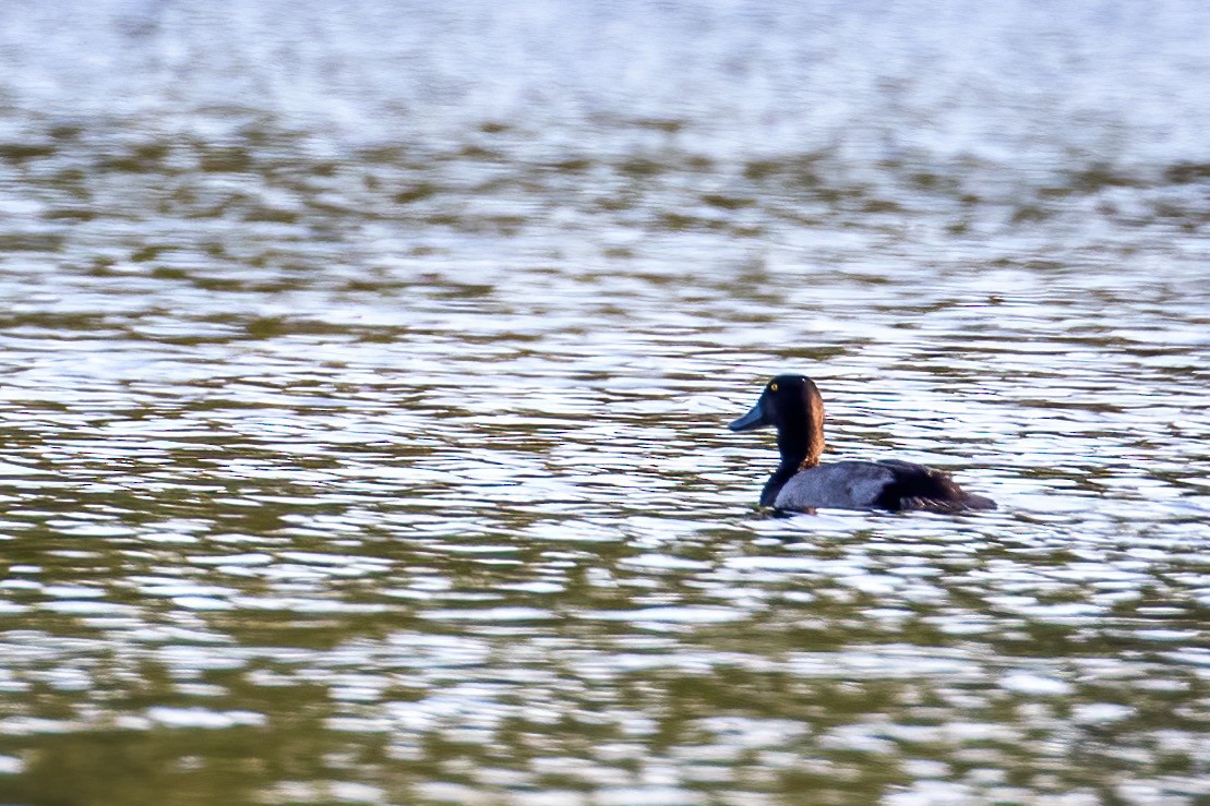 Greater Scaup - ML179275671