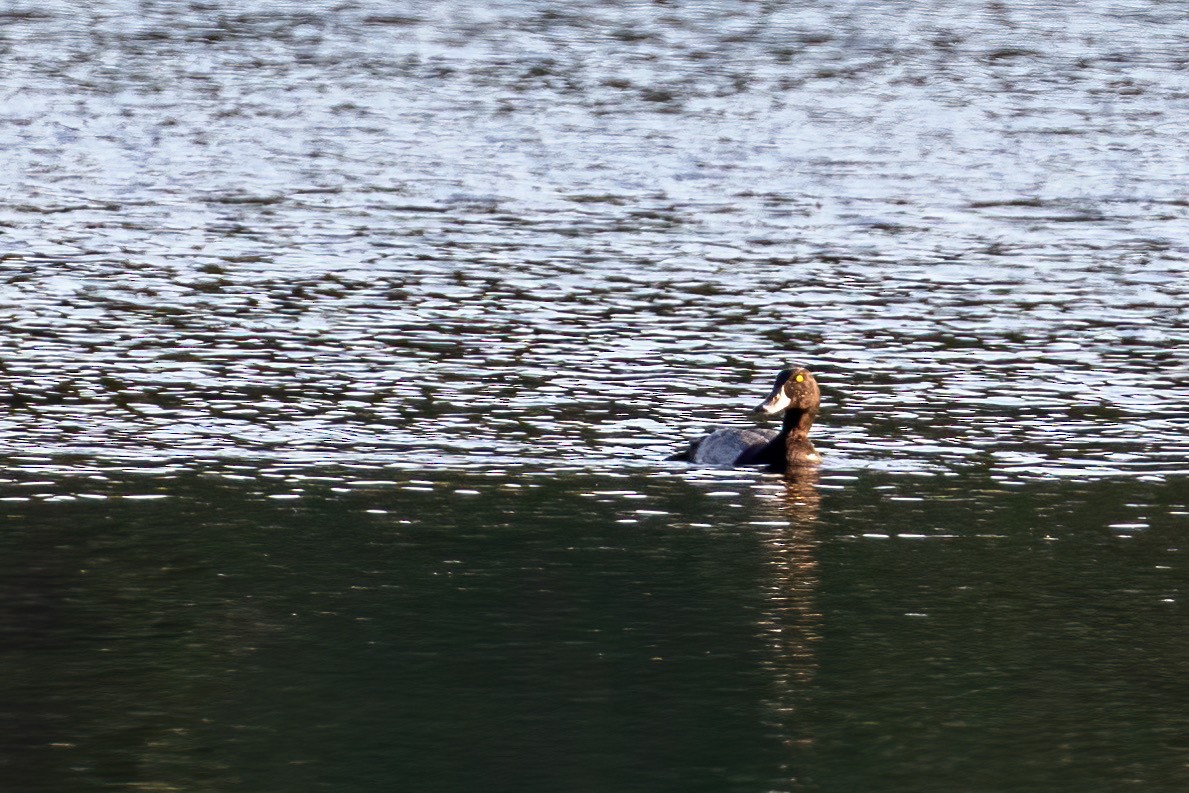 Greater Scaup - ML179275681