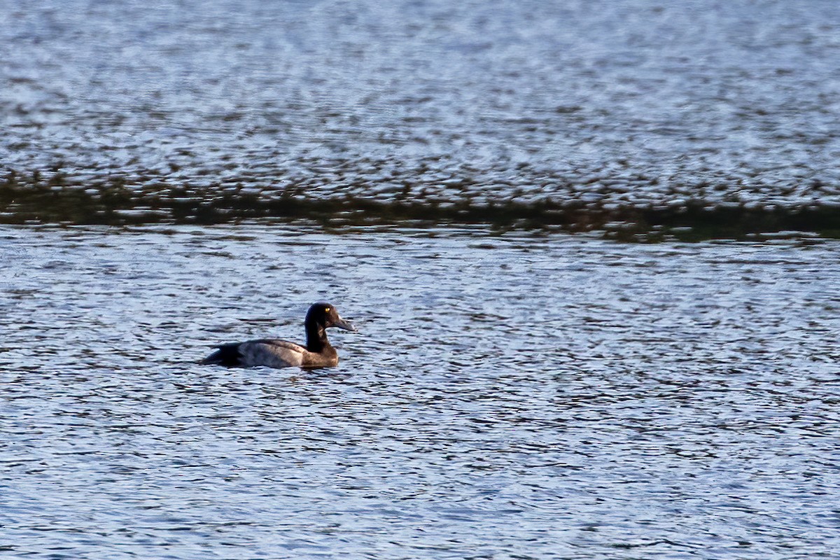 Greater Scaup - ML179275691