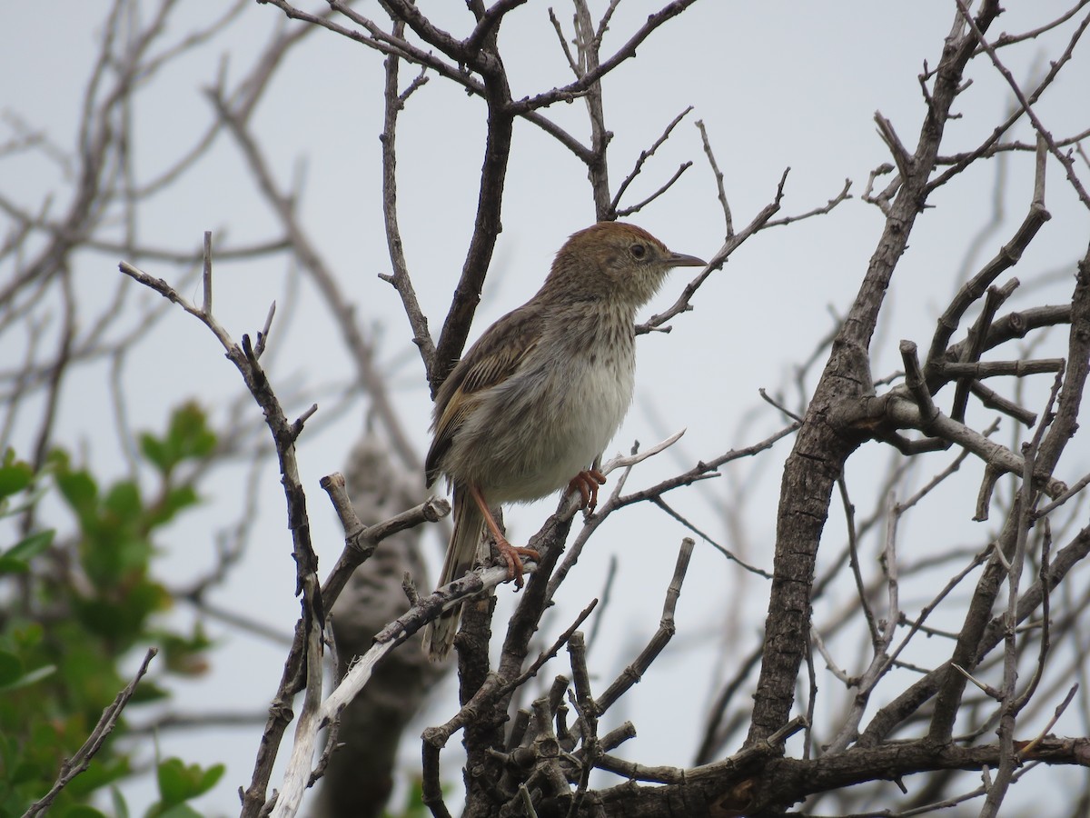 Red-headed Cisticola (Red-headed) - ML179276371