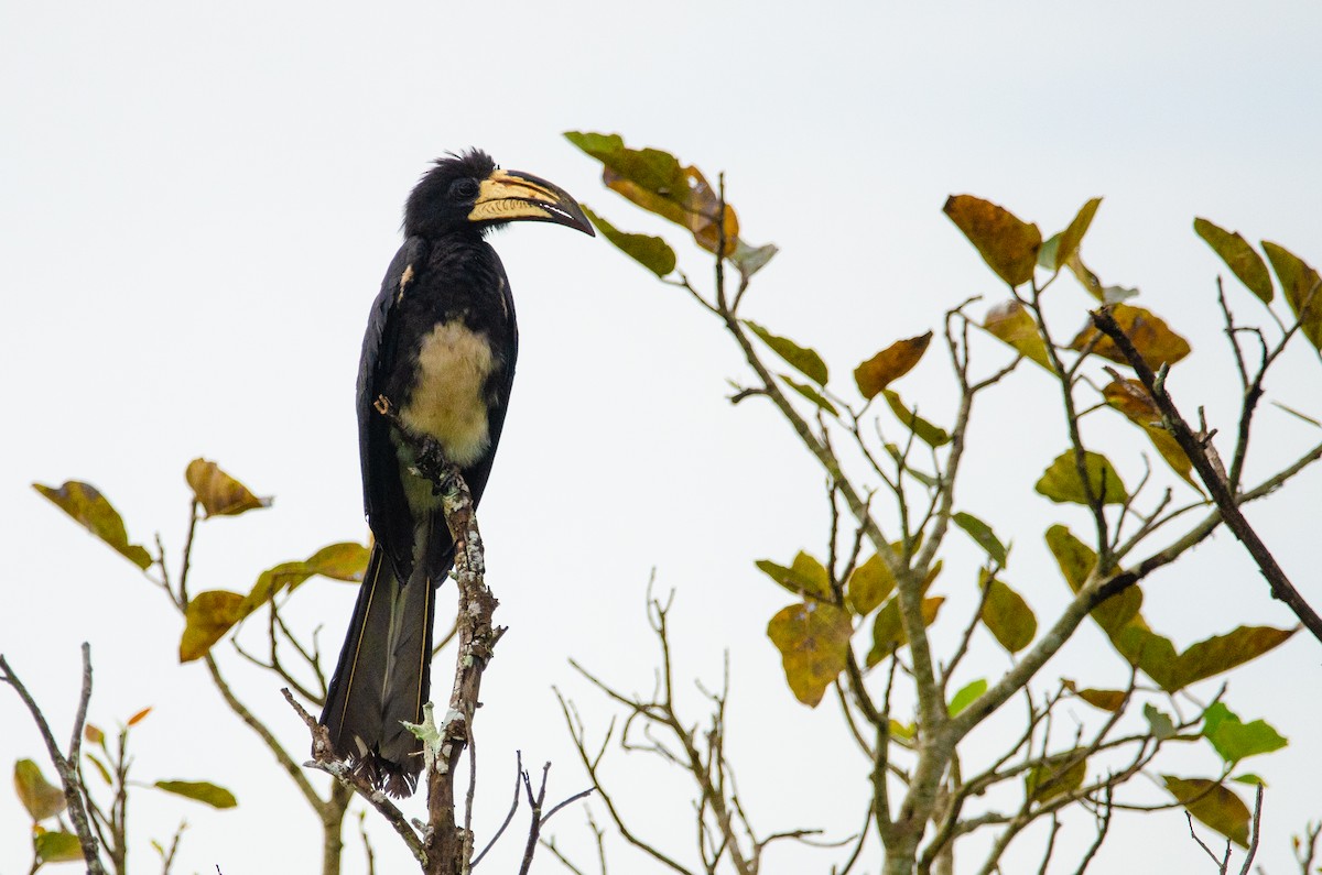 Congo Pied Hornbill - Antoon De Vylder