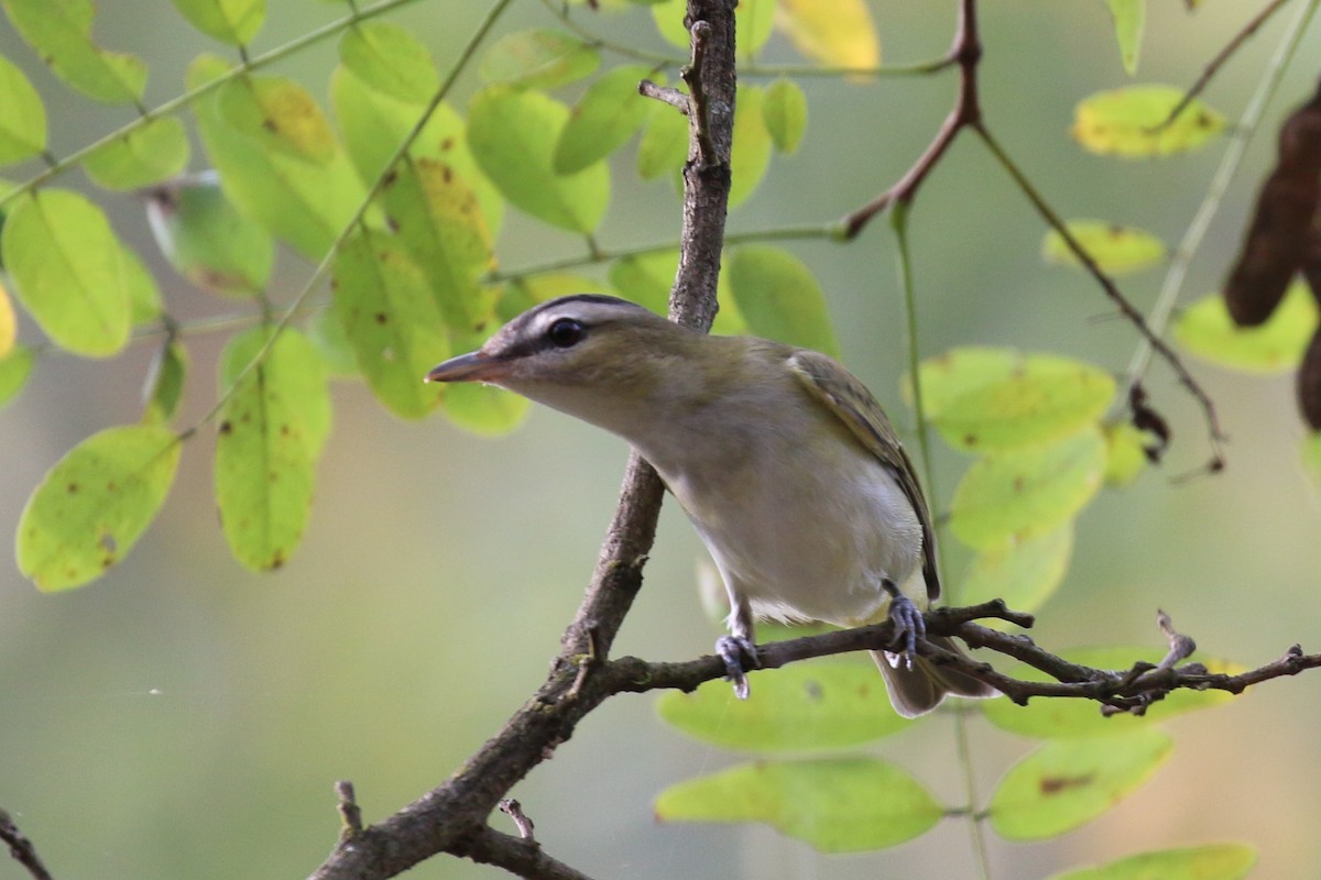 Red-eyed Vireo - David Carr