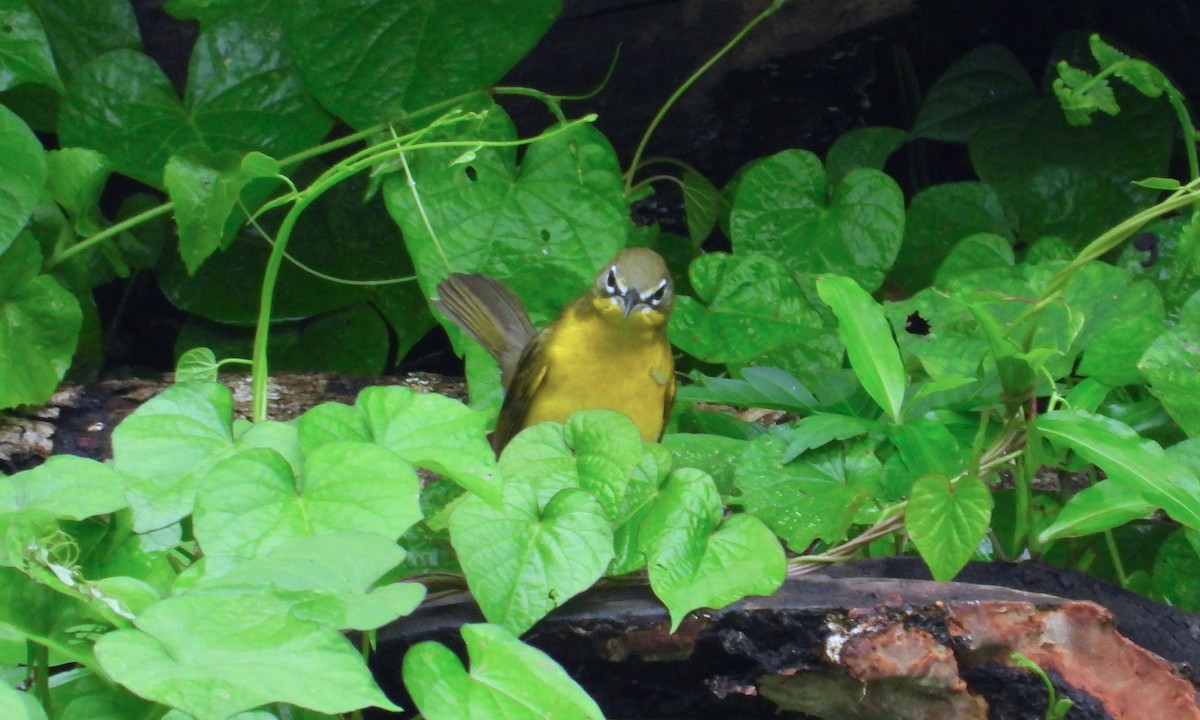 Yellow-breasted Chat - grete pasch