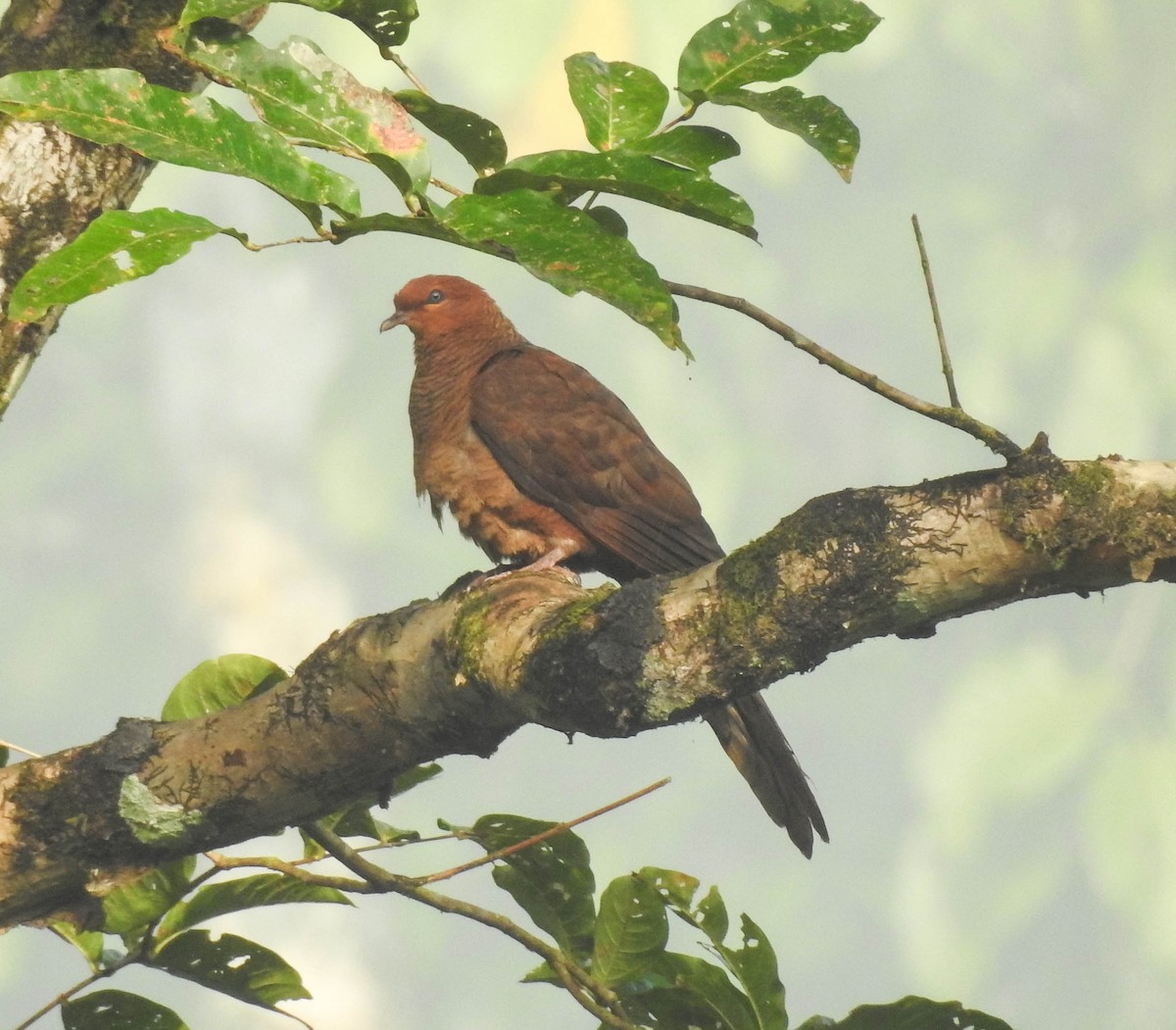 Andaman Cuckoo-Dove - ML179296481