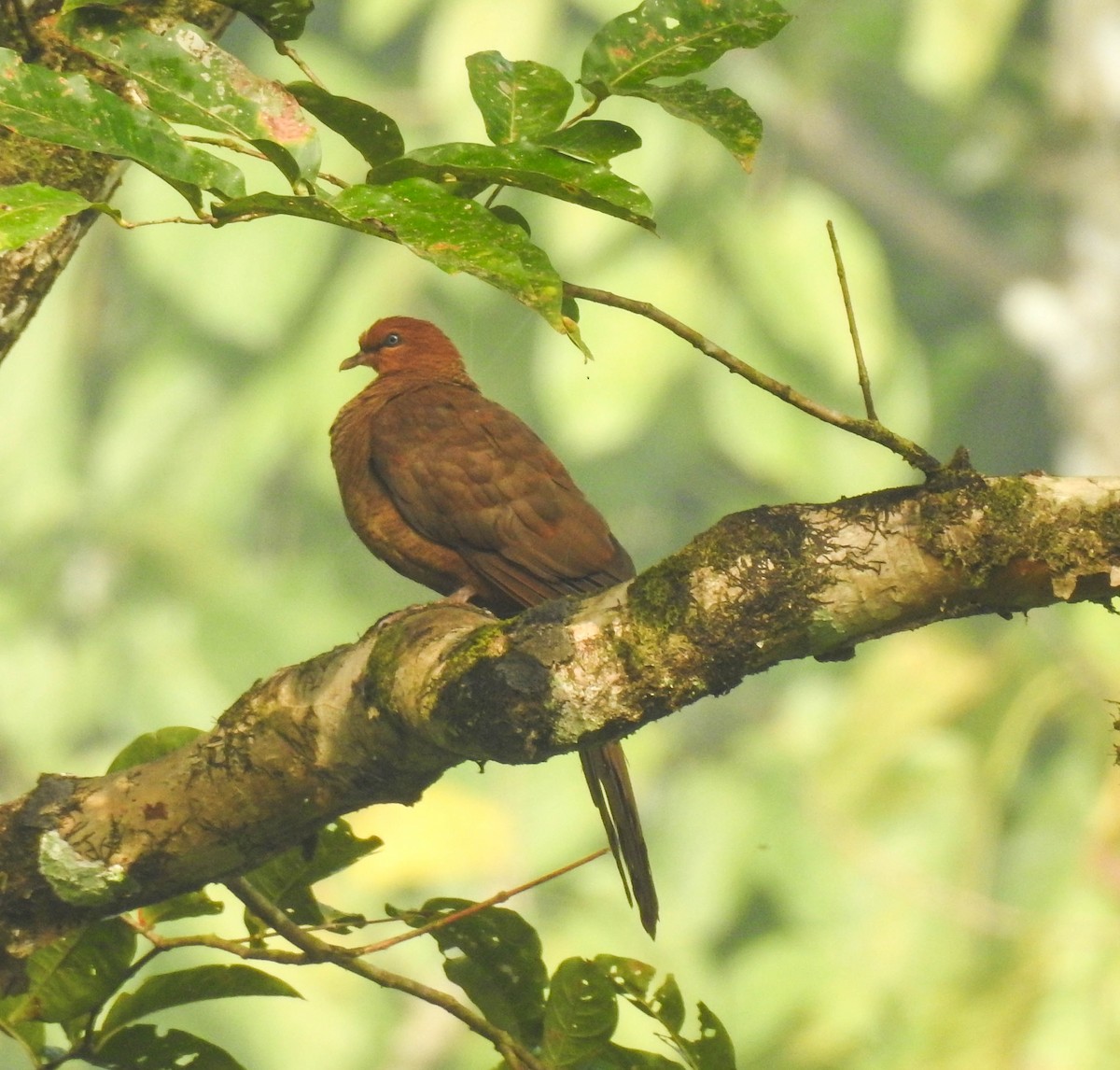 Andaman Cuckoo-Dove - ML179296491